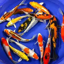 koi pond water garden