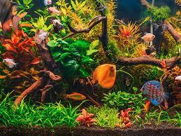 tropical fish aquarium